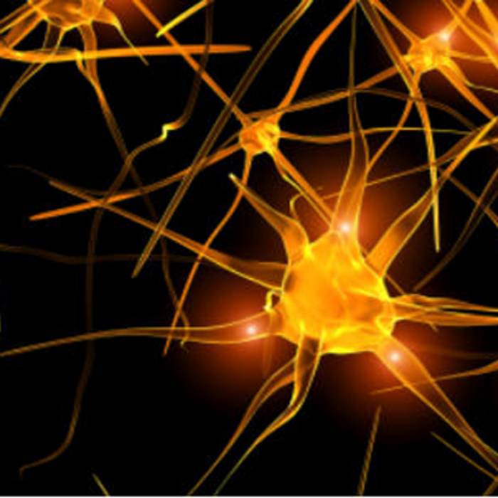 nevronauki_700x700_crop_478b24840a
