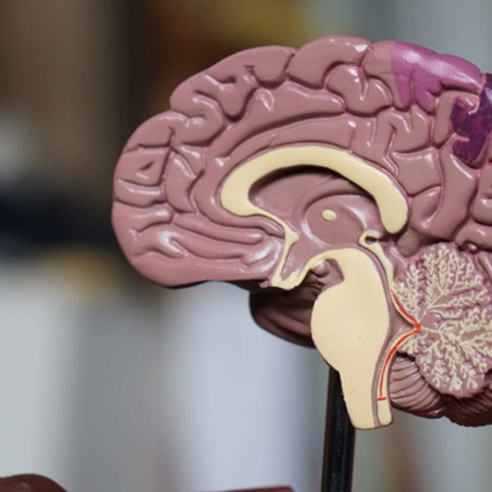 brain-unsplash_700x700_crop_478b24840a